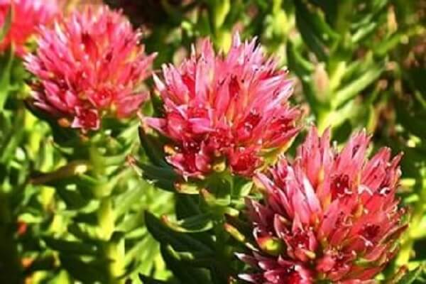 Как цветет Родиола розовая Родиола розовая фото цветков