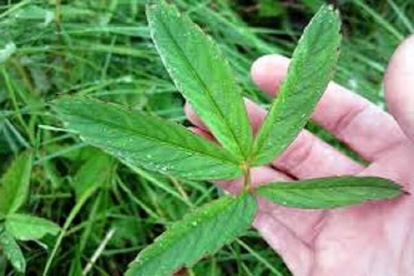 Растение лекарственное сабельник болотный Сабельник болотный