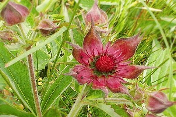 Цветки сабельника болотного Сабельник - фото