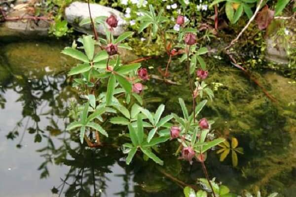 Растение сабельник болотный - фото Сабельник болотный