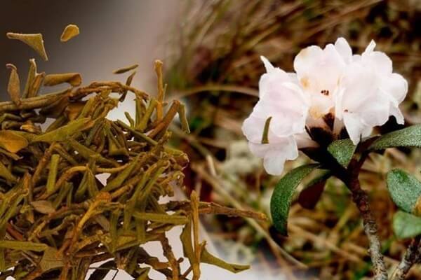 Растение - энергетик Саган - дайля Саган дайля - противопоказания