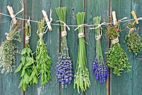 Пучки лекарственных трав от кашля Травы от кашля