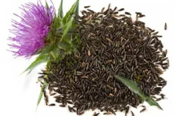 Семена расторопши Семена расторопши - фото