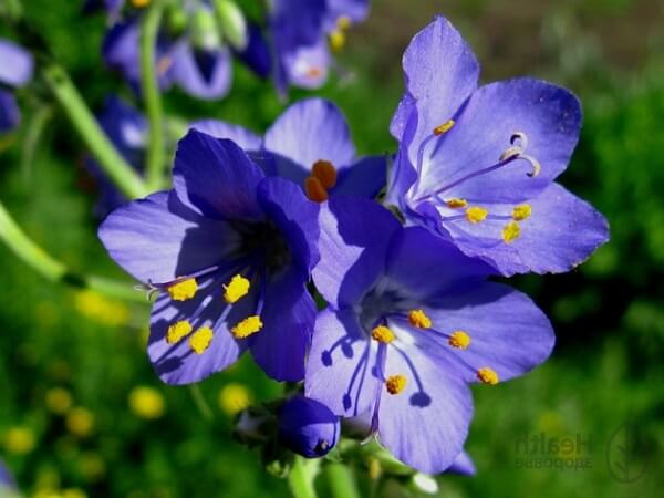 Цветок синюхи голубой Синюха голубая - фото