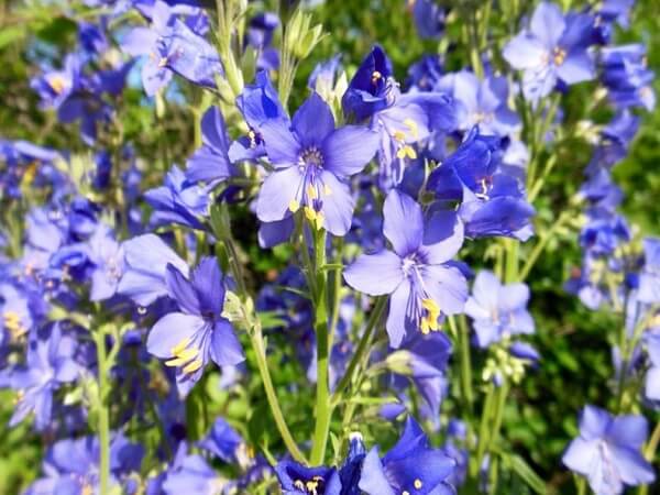 Синюха голубая в поле Растение синюха голубая