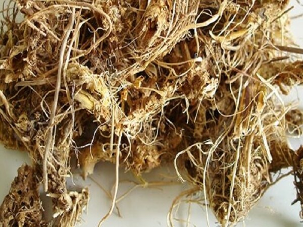 Корни синюхи голубой Синюха голубая - корень