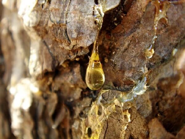 Капелька смолы Живица - смола