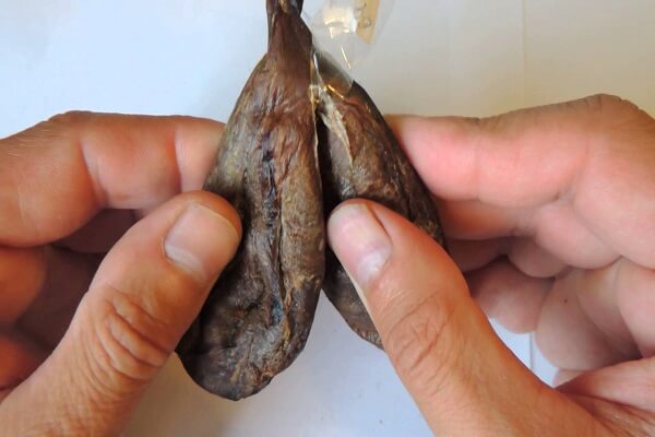 Бобровая струя Бобровая струя - фото