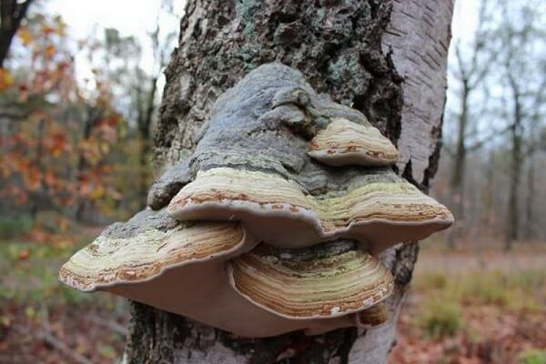 Гриб трутовик на дереве Трутовик - фото