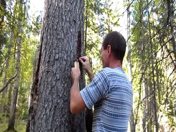 Заготовщик смолы ели Как правильно заготавливать живицу ели