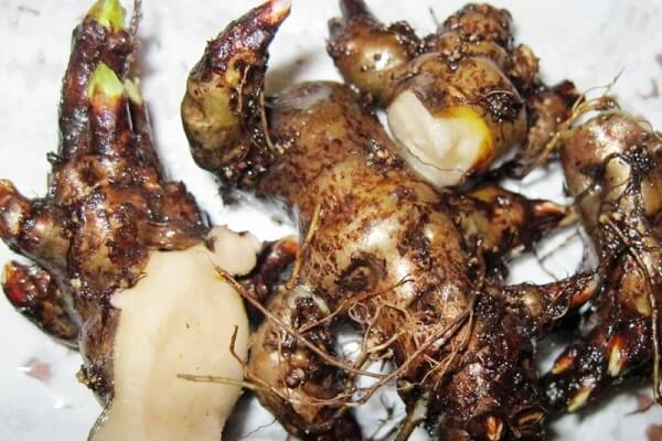 Золотой корень в срезе Золотой корень - фото в срезе