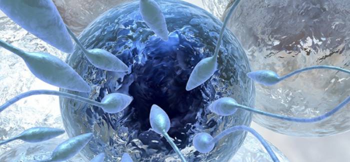 Методы криоконсервации яйцеклеток - Методы криоконсервации яйцеклетоки