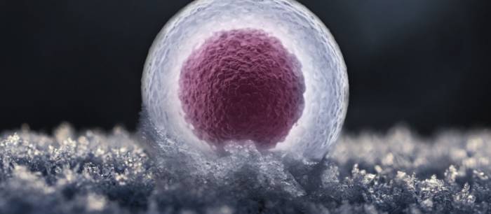 Когда используется криоконсервация яйцеклеток? - Когда используется криоконсервация яйцеклеток?