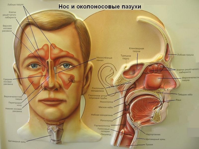 Локализация гайморита