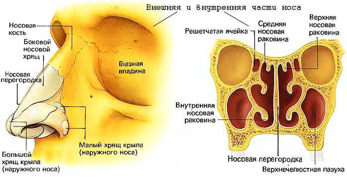 iskrivlenie-nosovoi-peregorodki-lechenie-bez-operacii