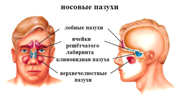 Строение носовых и околоносовых пазух Расположение пазух возле носа