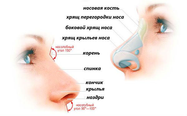 Расположение хрящей носа Строение носа