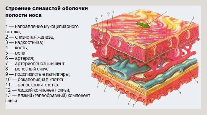 metody-vosstanovleniya-slizistoj-obolochki-nosa1