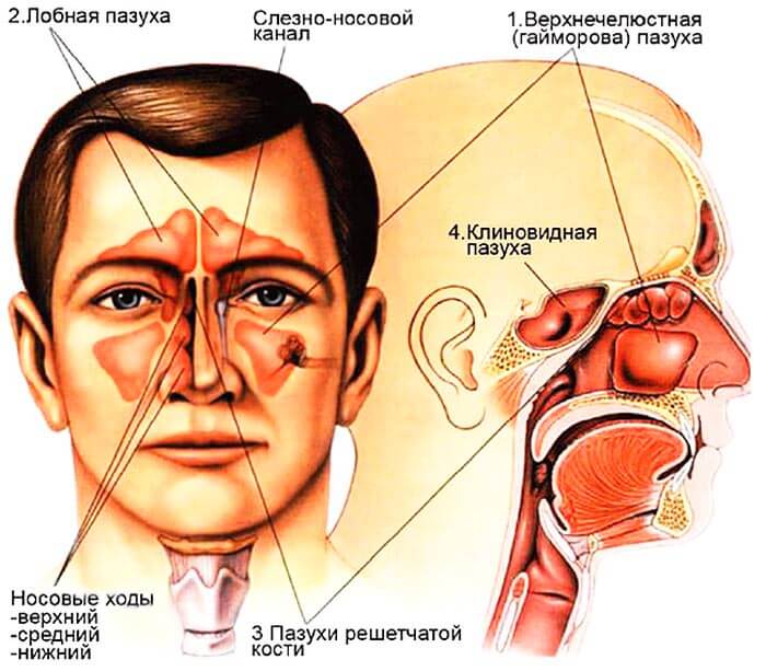 Строение носа