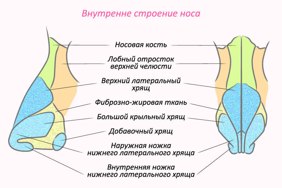 Разделение носа перегородкой Внутреннее строение носа