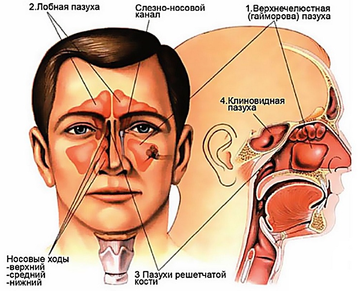 Пазухи носа человека