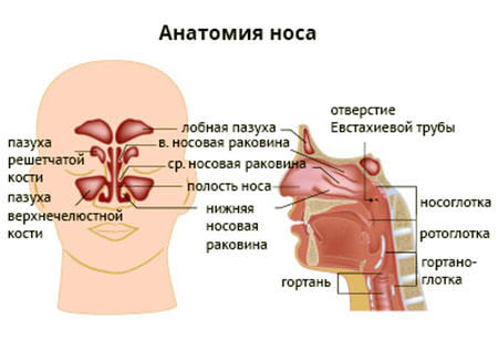 Расположение носовых пазух Анатомия носа