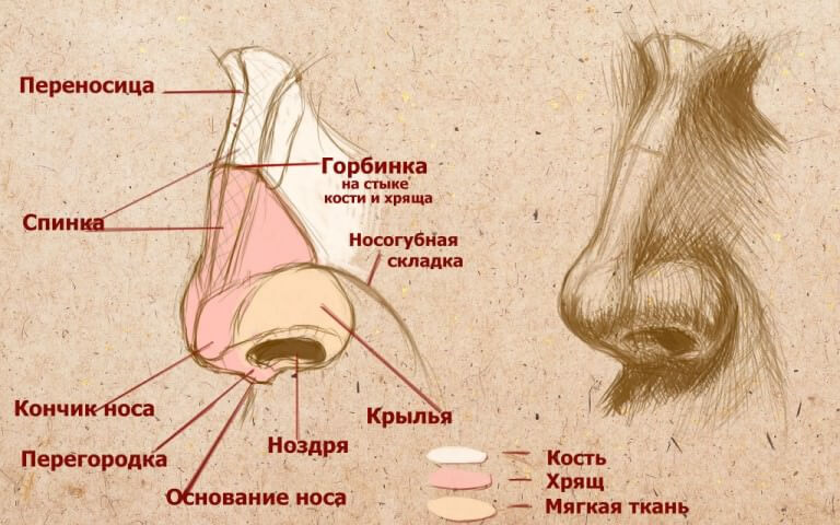 Строение носа